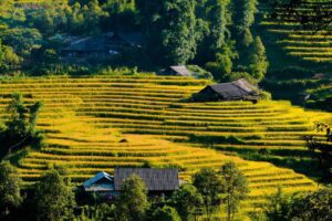 terrace rice field