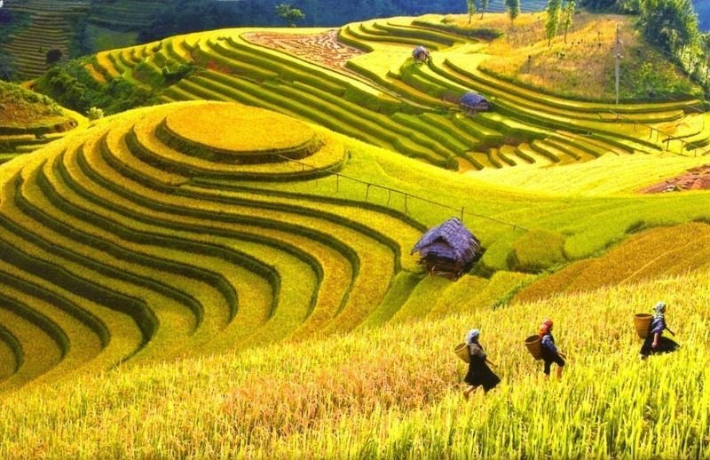 terrace rice field