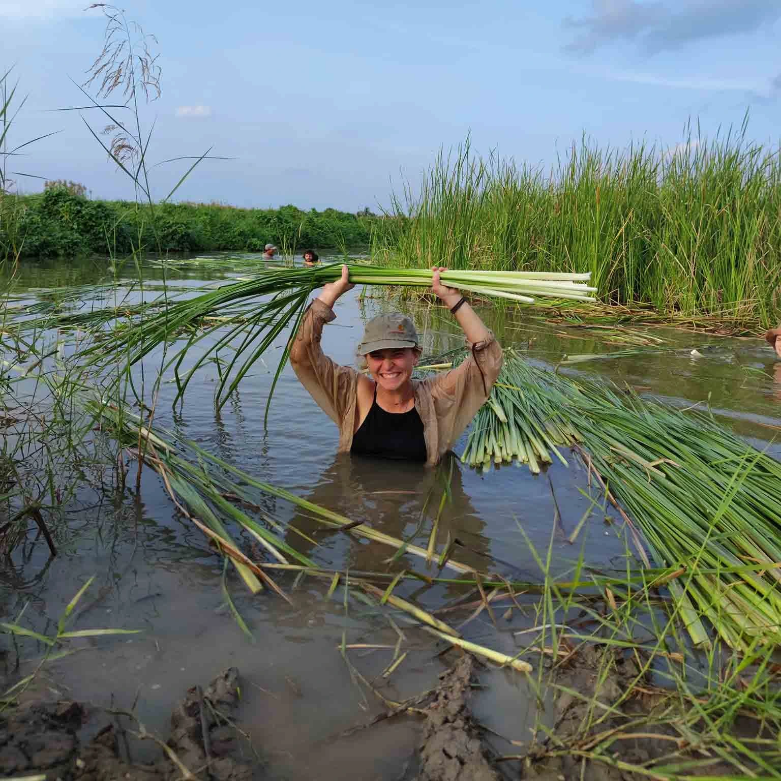 Tourists wade through mud to harvest water fern