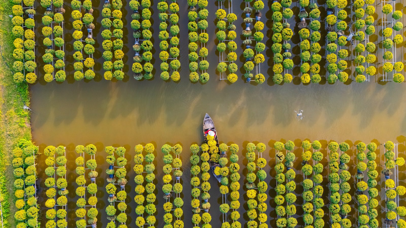 Aerial view of Sa Dec flower garden in Dong Thap province, Vietnam. It's famous in Mekong Delta, preparing transport flowers to the market for sale in Tet holiday.