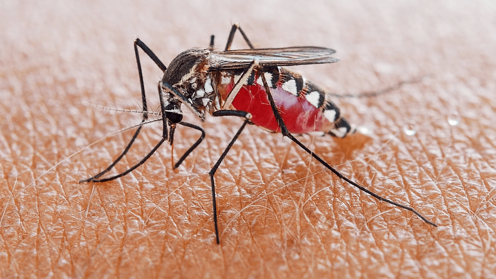 Mosquito Bites in vietnam