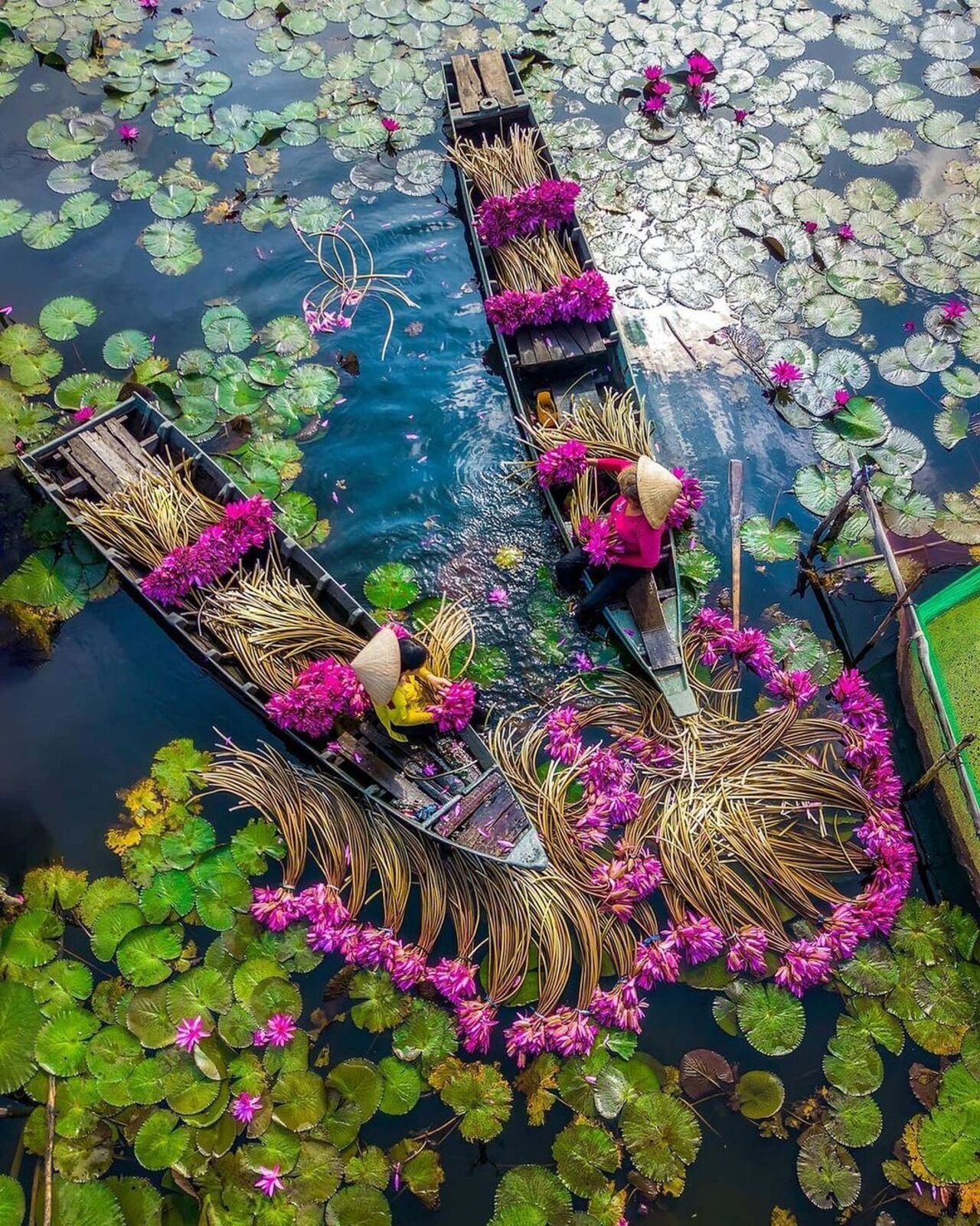 Water lily harvest (Mekong delta)