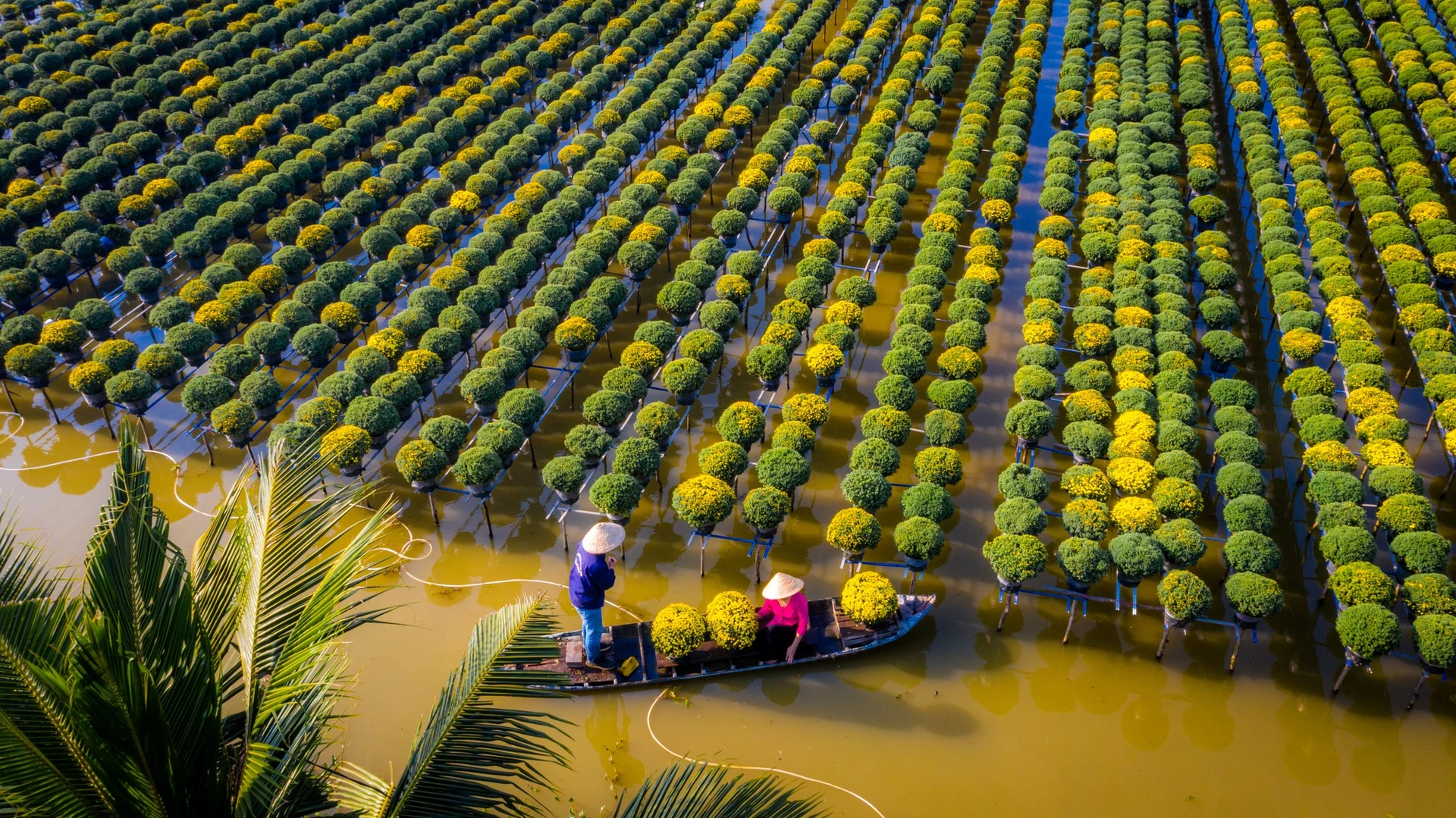 Flower village Sa Đéc (Đồng Tháp)